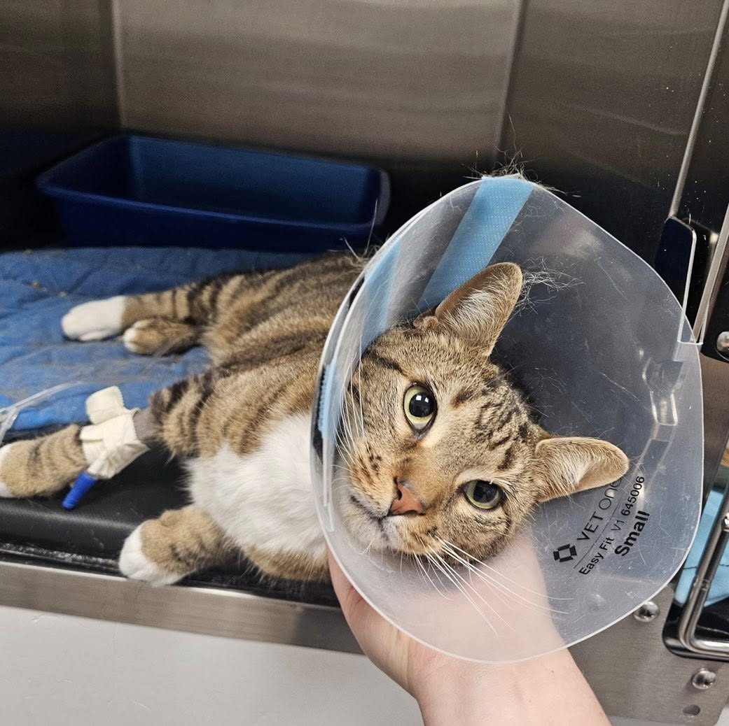 Brown Tabby Cat Wearing Cone After Surgery brown tabby cat laying in ICU unit wearing a cone