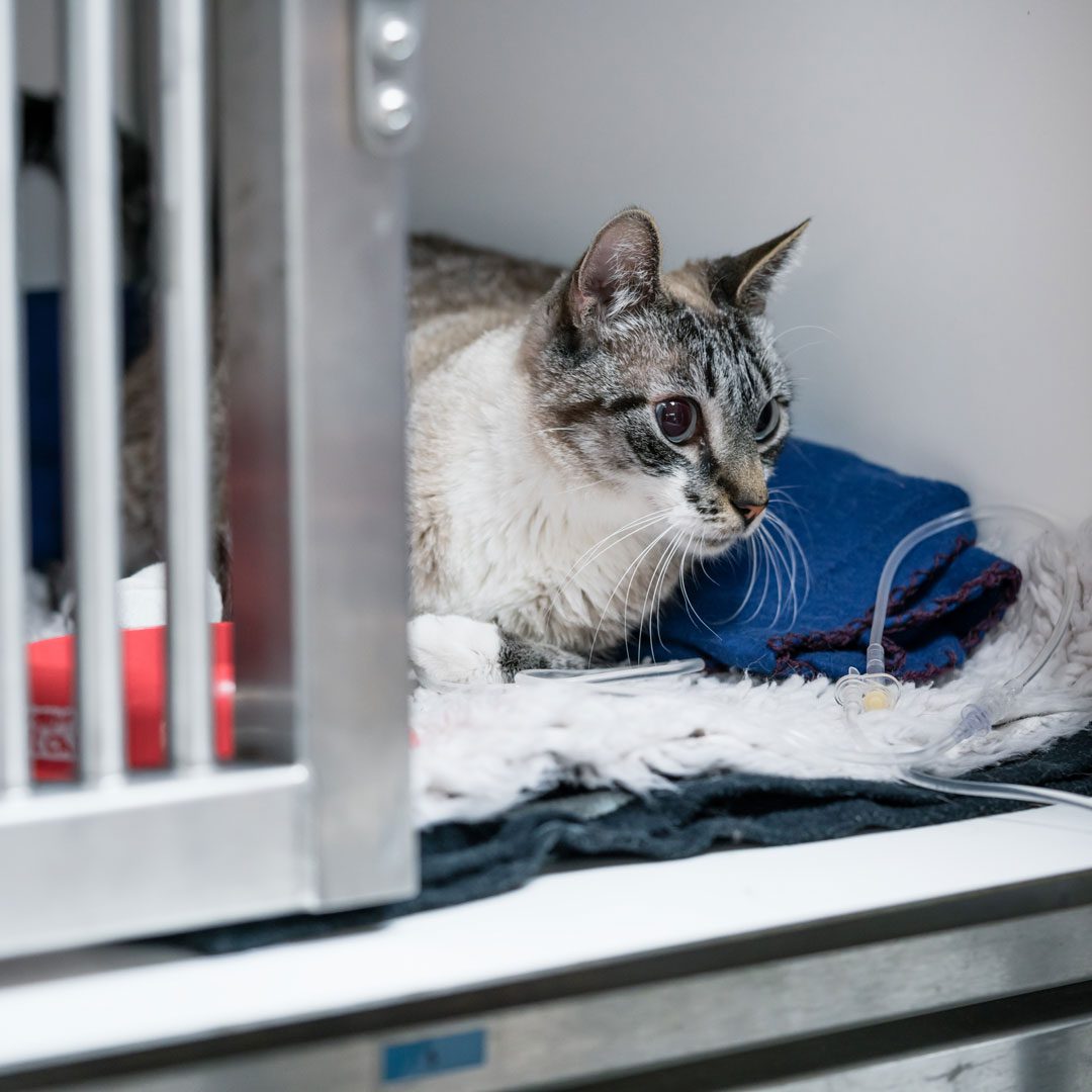 cat laying in ICU cage