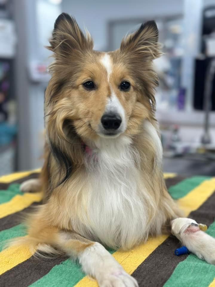 Collie Laying On Exam Table Collie laying on striped blanket on exam table
