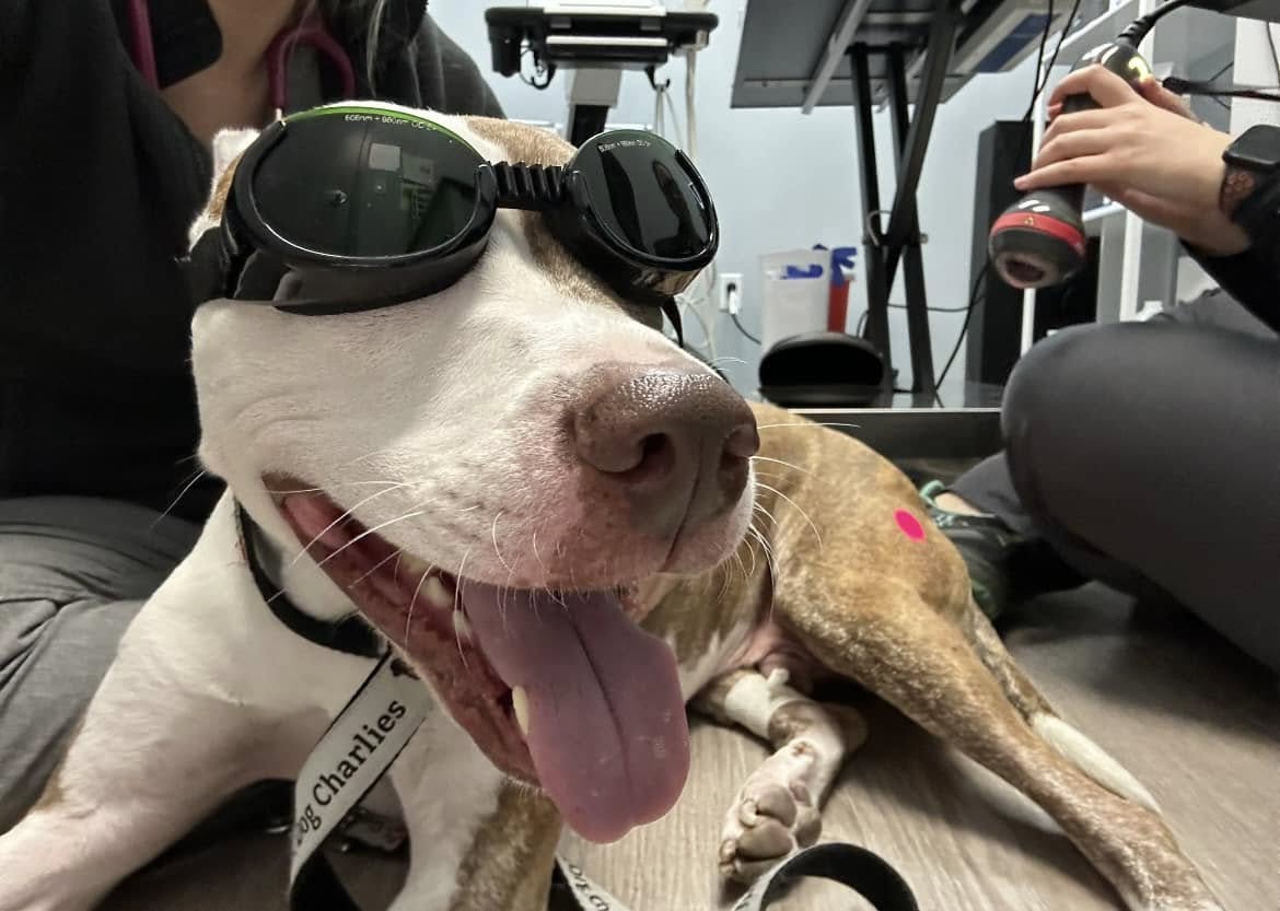 happy dog laying on the floor wearing goggles for laser therapy treatment