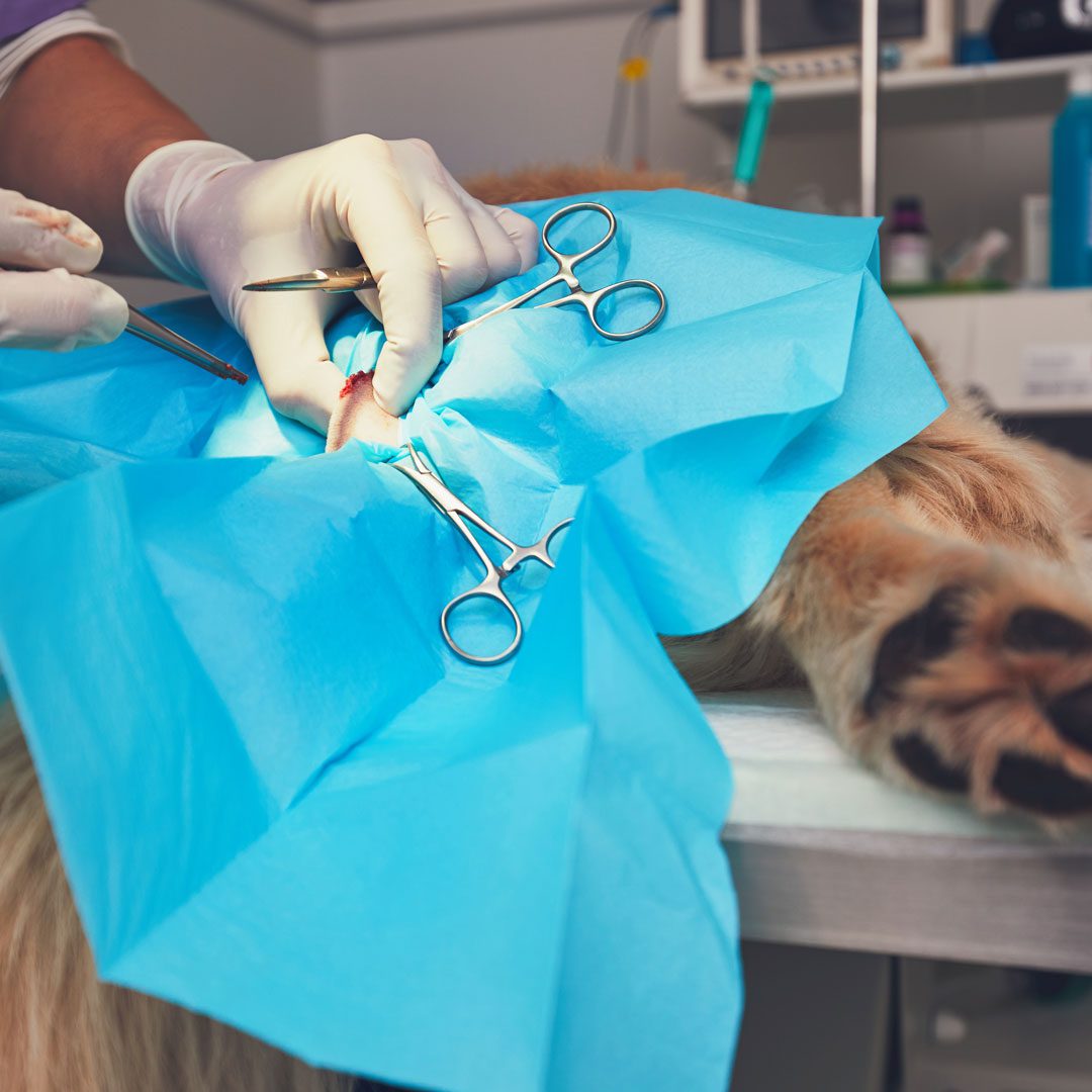 veterinarian performing surgery on a dog