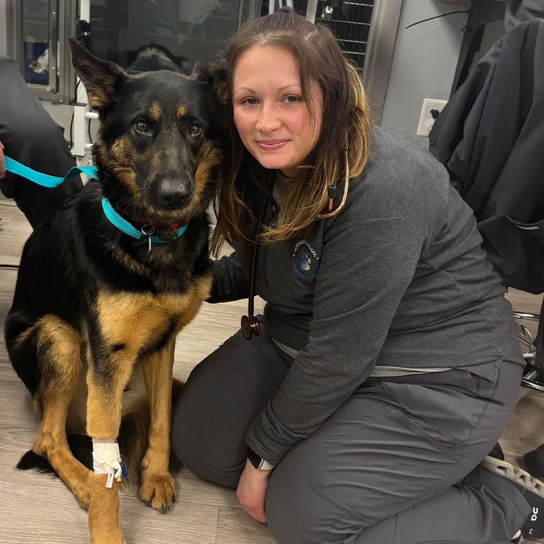 female staff member posing with german shepherd after blood draw