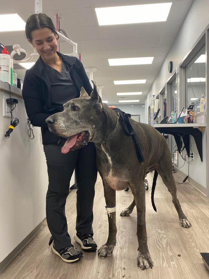 Vet Assistant Checking On Large Dog