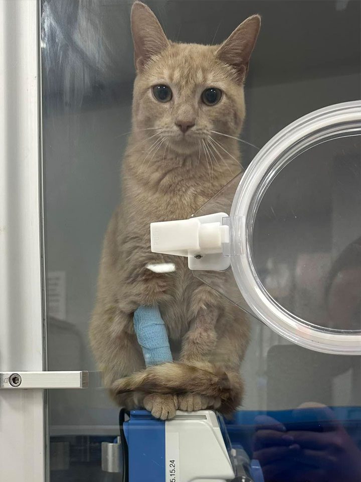 Cat In Holder For Overnight Stay