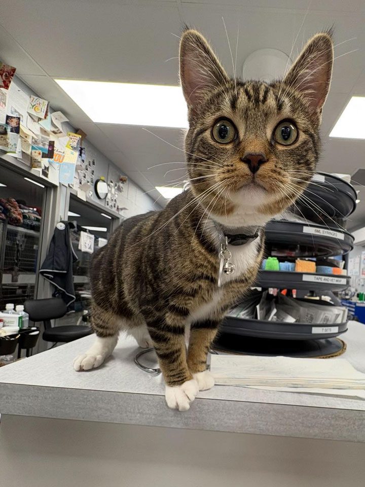 Cat On Table In Lab