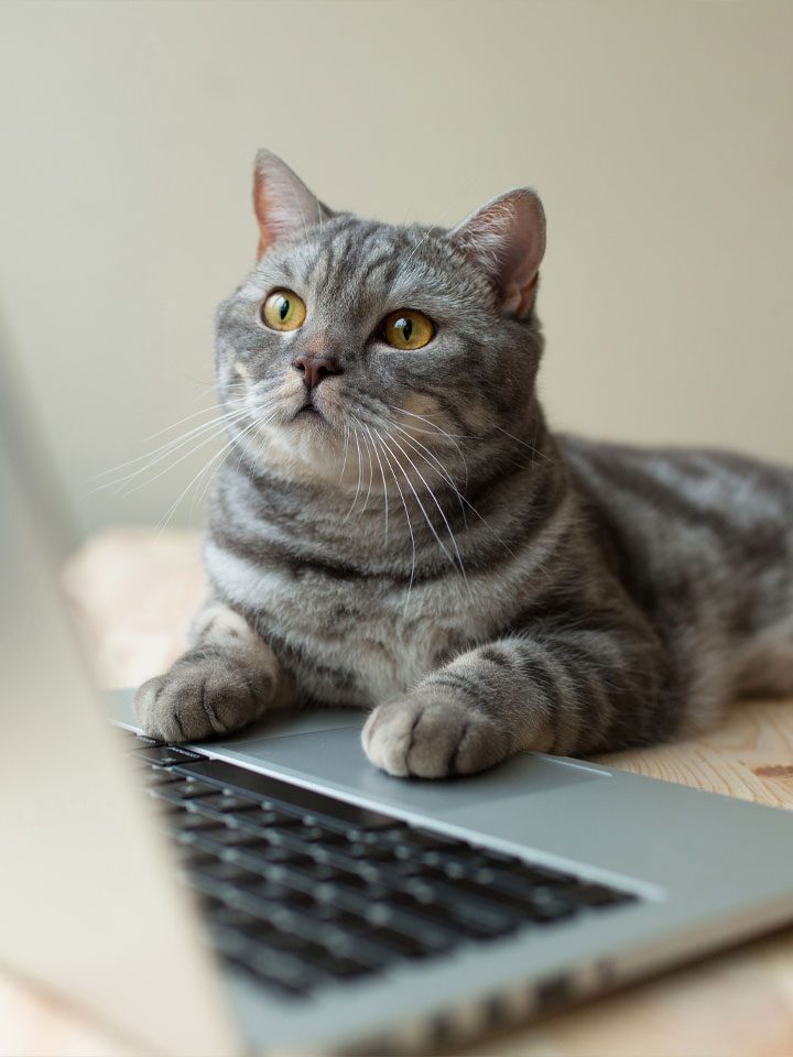 Cat Laptop Cat Looking At Laptop
