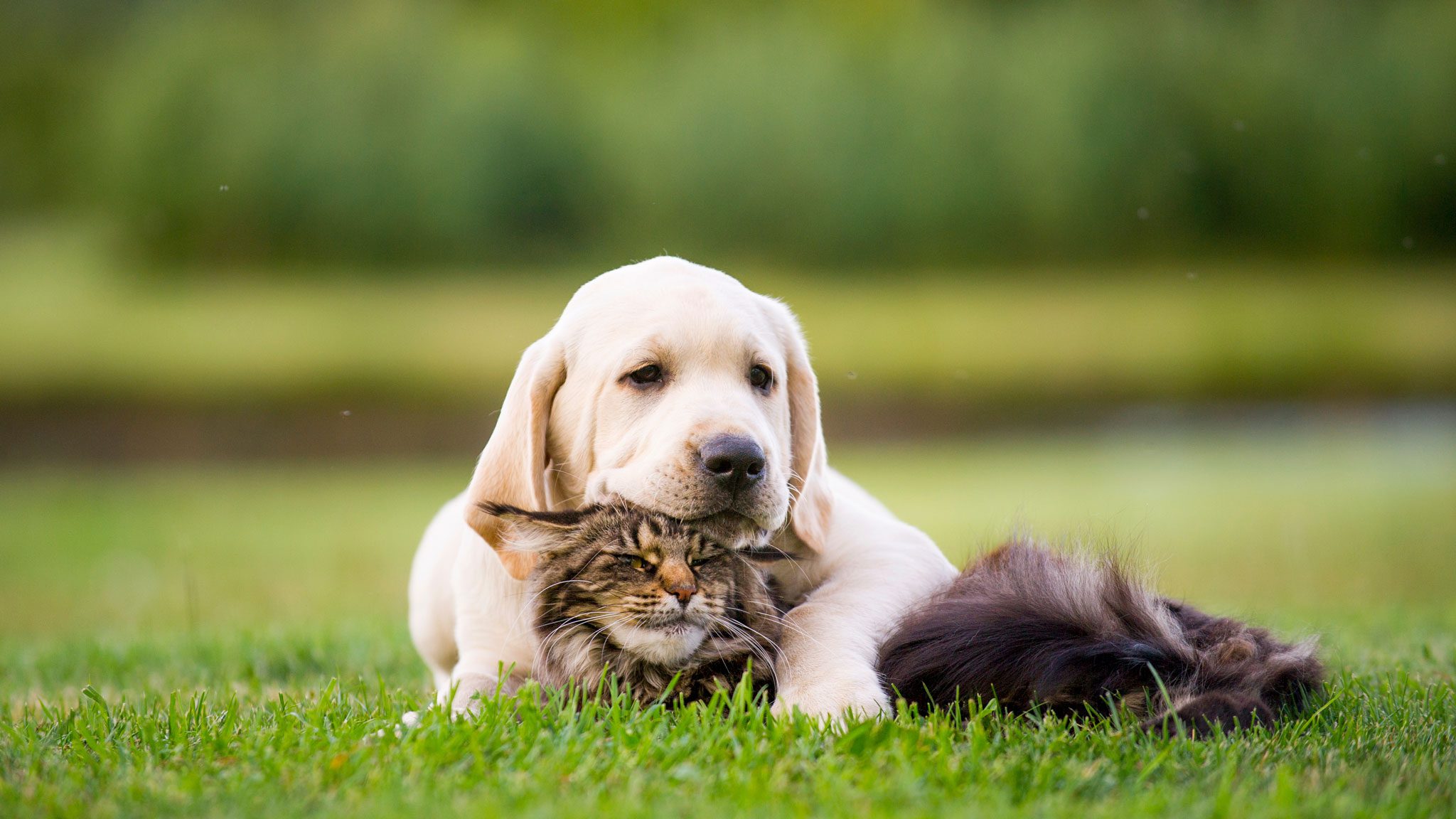 Cute Pup With Head On Cat Outside On Grass