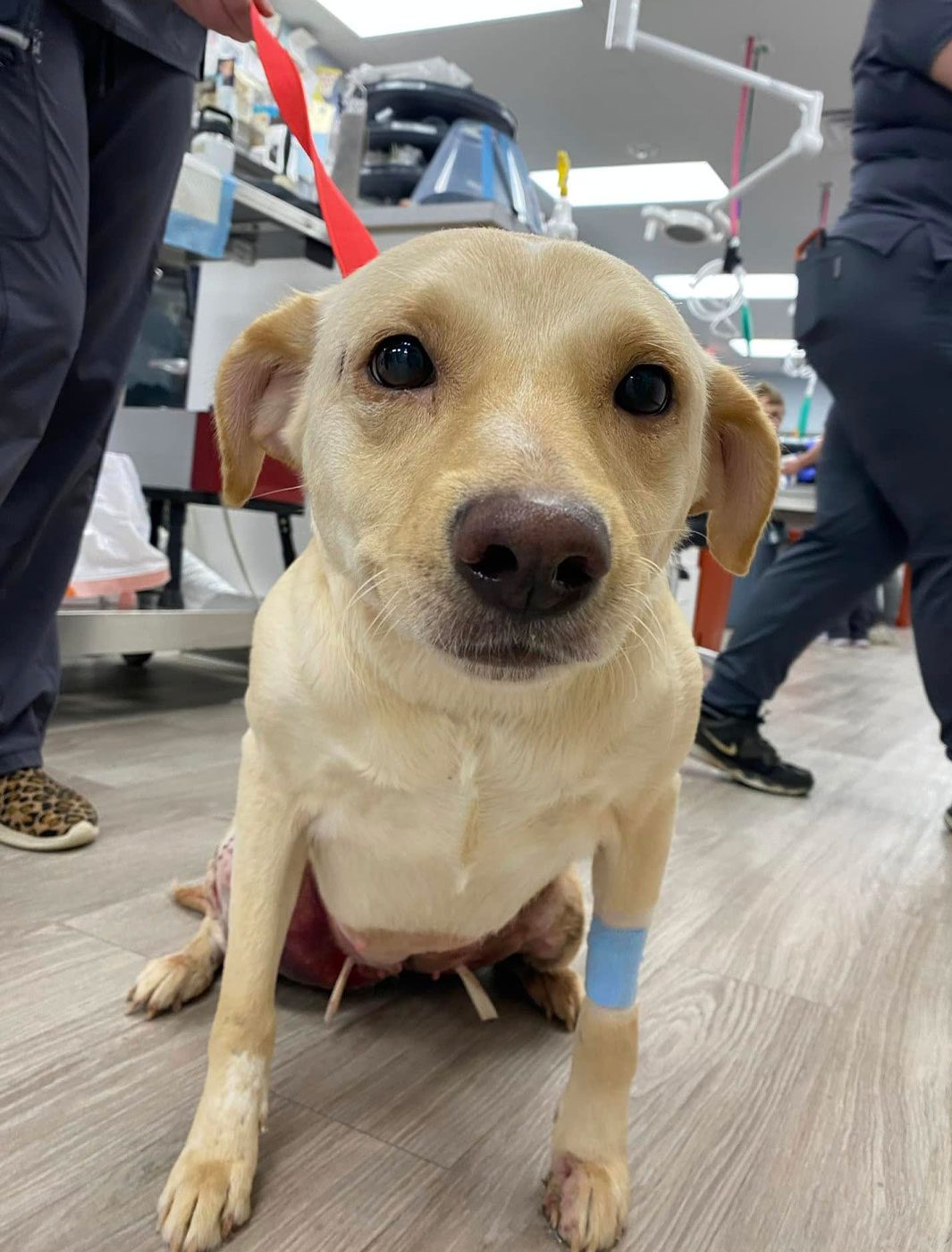 Yellow Lab Dog After Critical Care Treatment