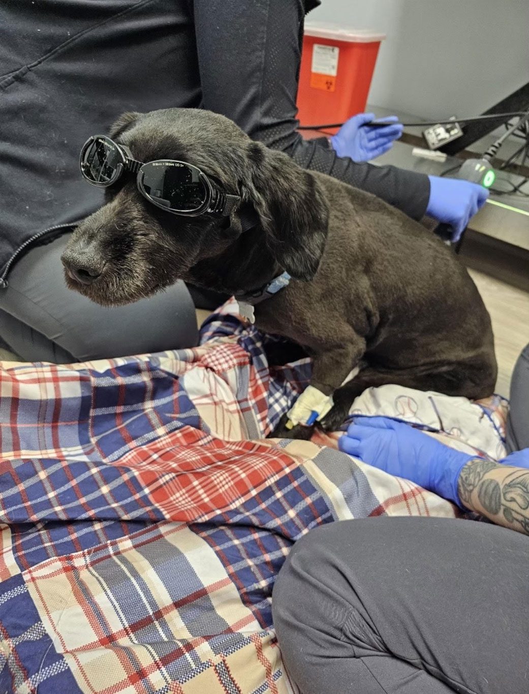 Black Dog With Glasses On