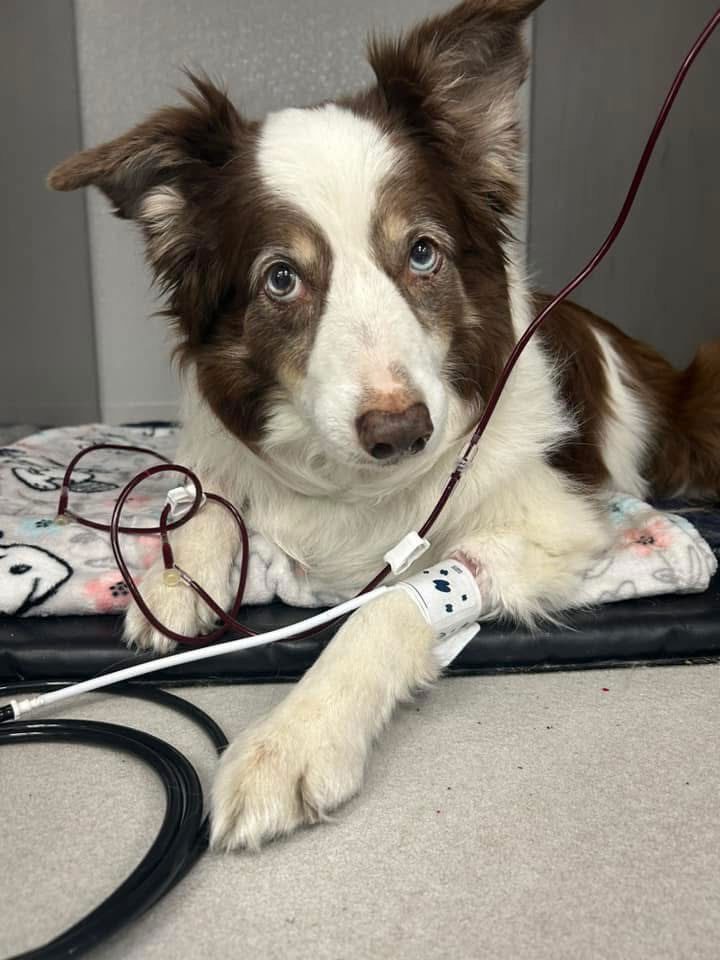 Dog With Tubes Of Blood