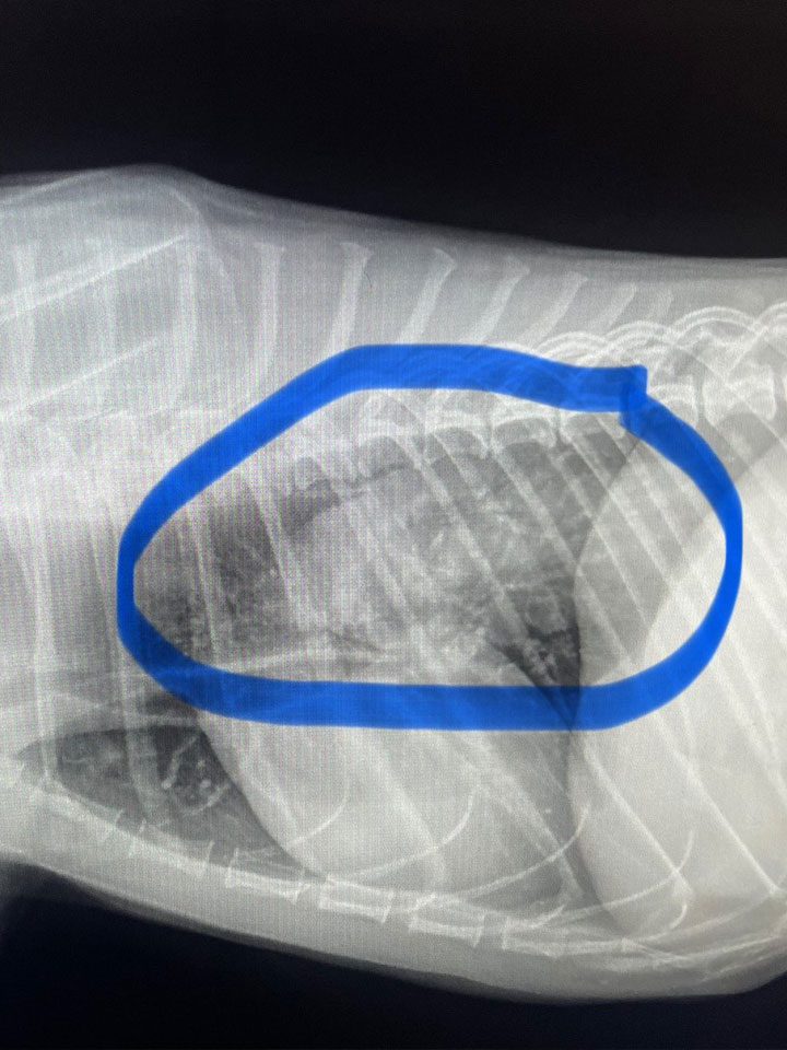 Dog Xray Circled Problem Spot