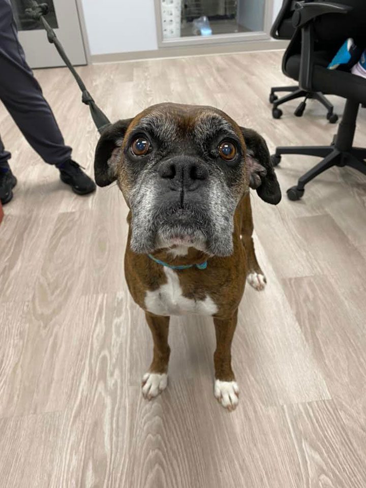 Older Brown Dog Older Brown Dog Standing On Wood Floor