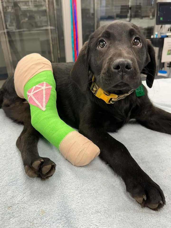 Little Brown Pup With Green Cast