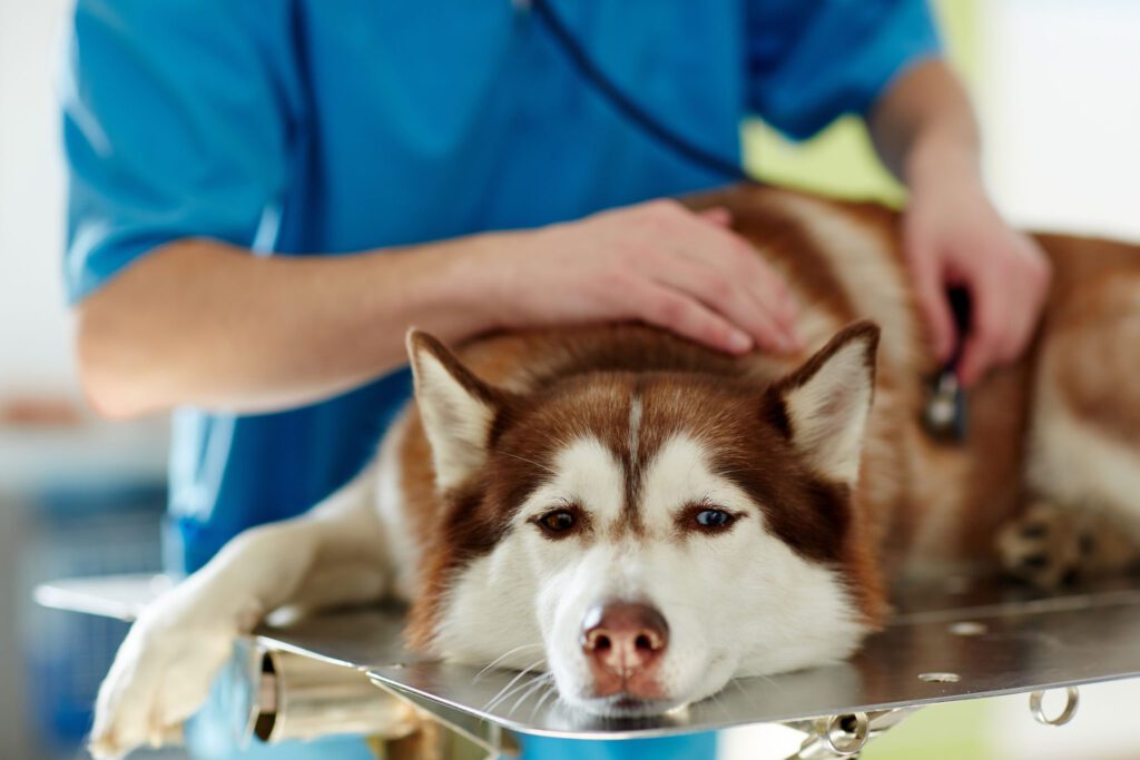 Sad and Sick Husky On Table At Vet