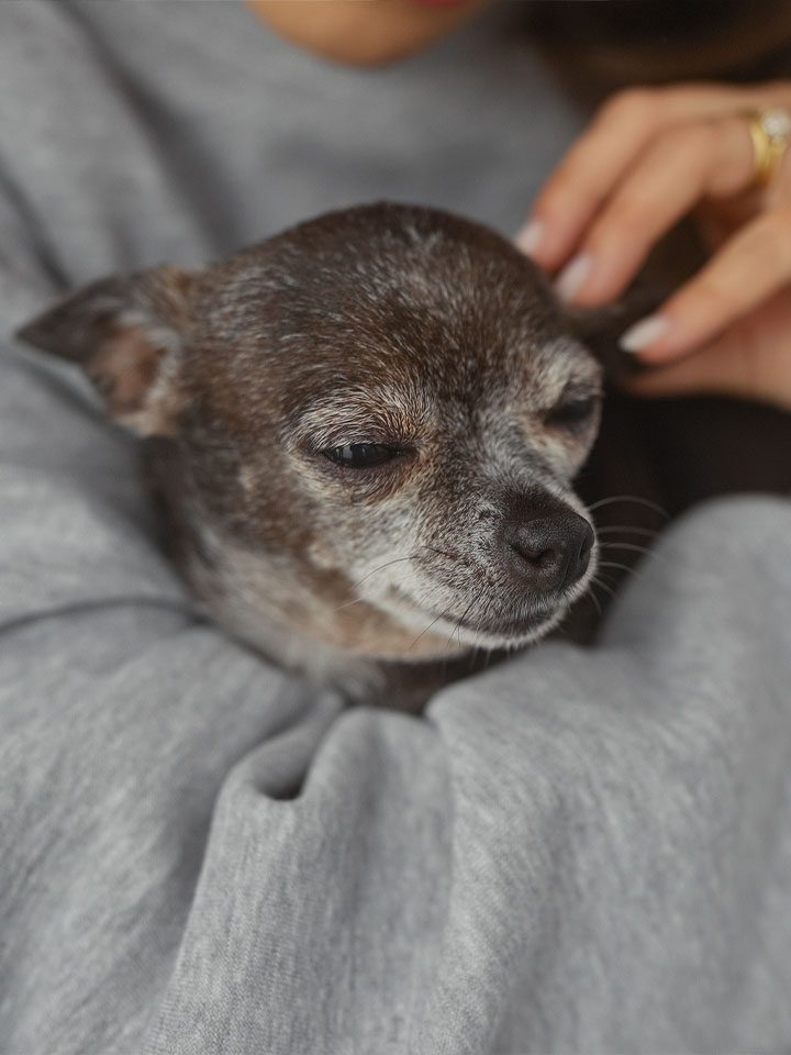 Senior Chihuahua Senior Chihuahua Held By Woman In Gray Sweater