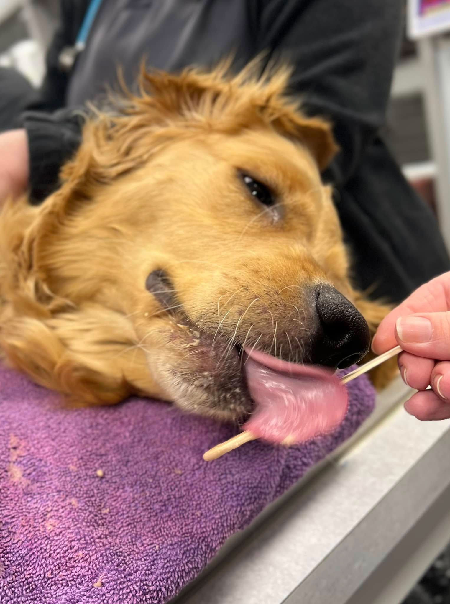 Sick Dog Lying Down Licking Stick