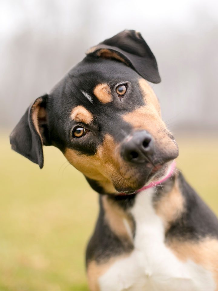 Tri Color Dog In Field Tri-Color Dog With Head Tilt In Field