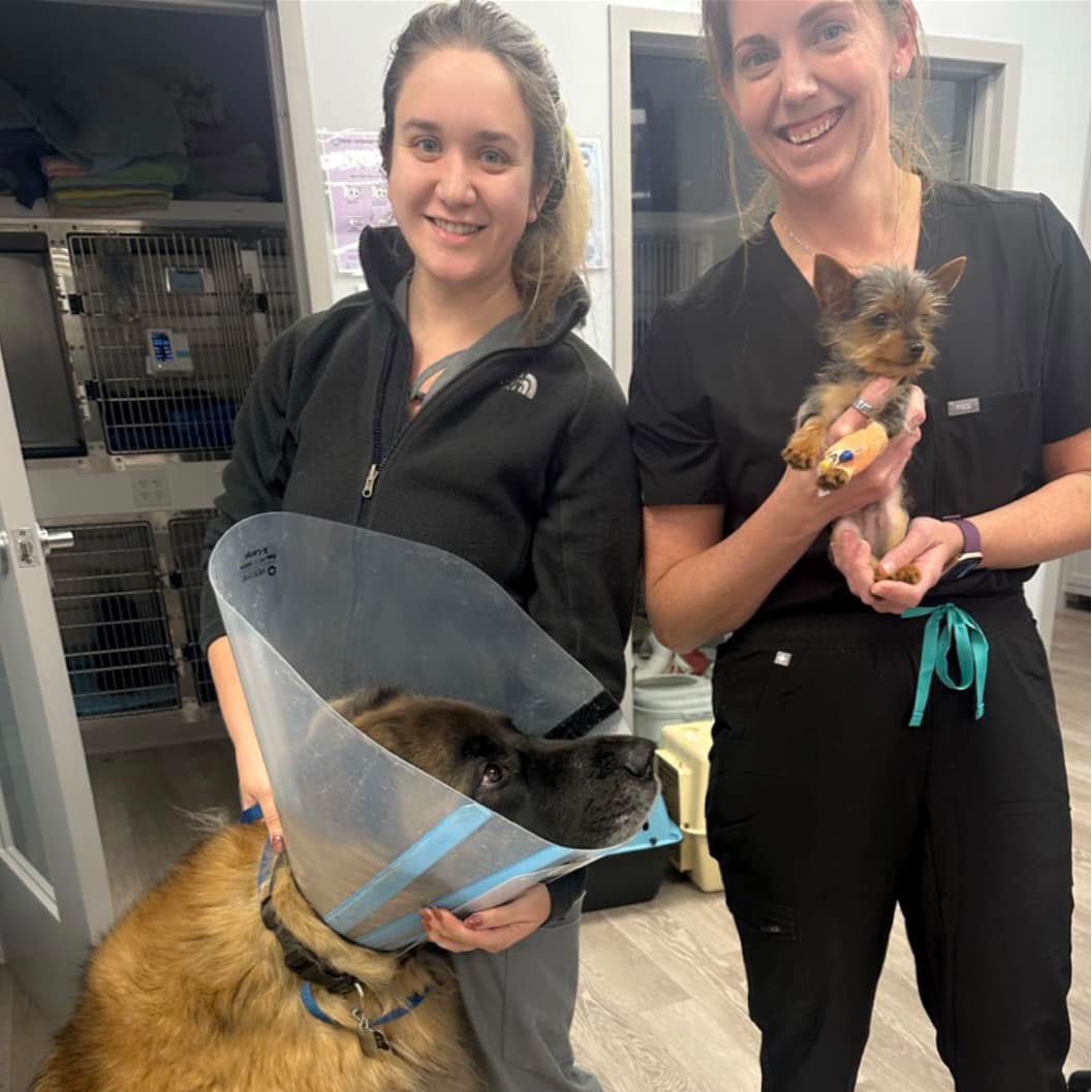 Two Vets With Dogs