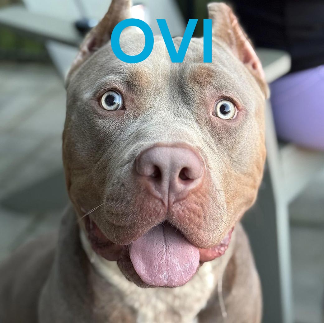 Dog Named Ovi with caption on image that says "Ovi" in big bold letters