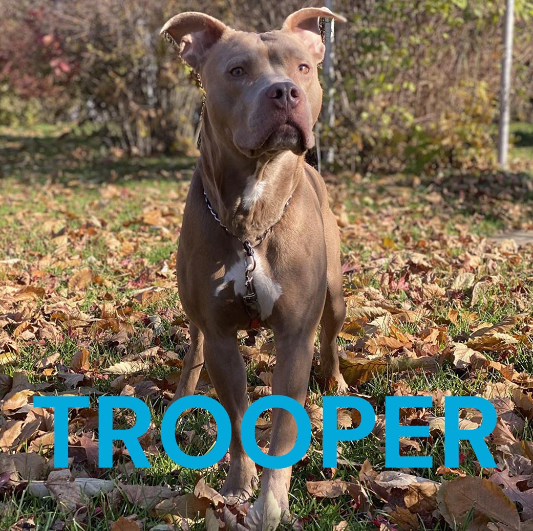 Dog Named Trooper with caption on image that says "Trooper" in big bold letters