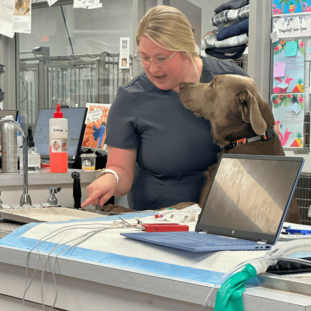 woman pointing at a counter with a brown dog standing up next to her
