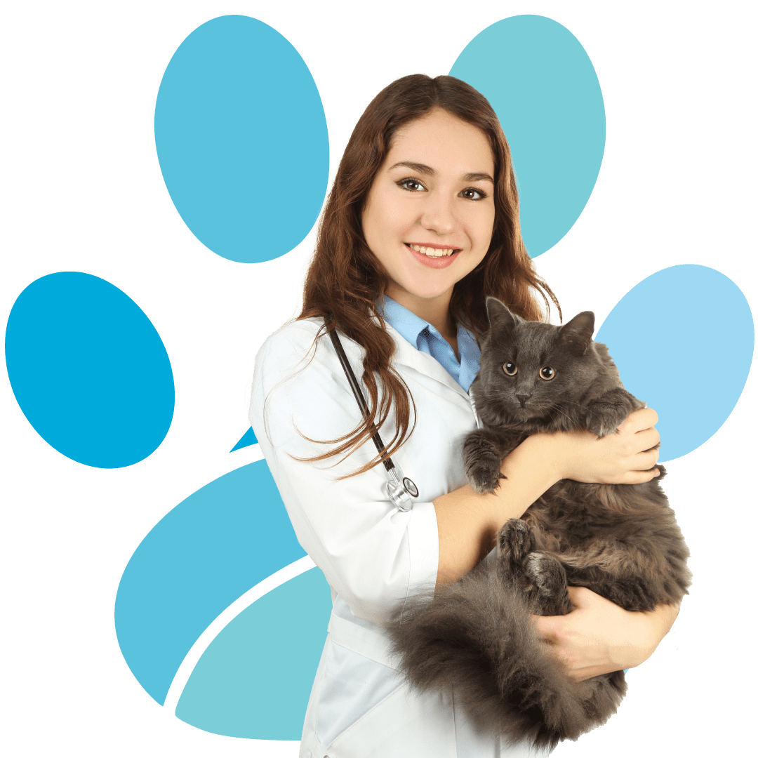 Young Female Veterinarian Holding Cat young female veterinarian smiling and holding grey cat with transparent logo in background
