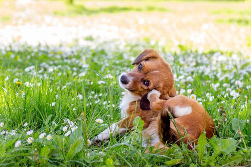 brown dog scratching itself in a field of flowers