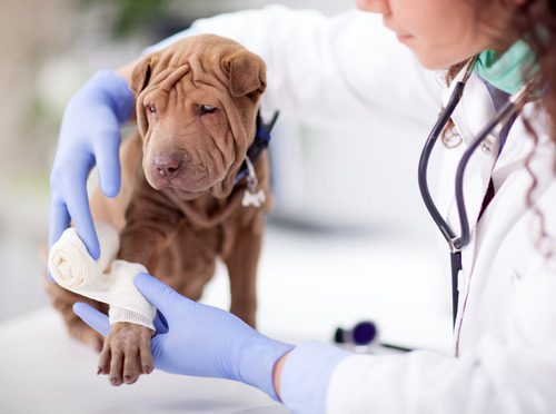Shar Pei dog getting a bandage after an injury on his leg by a female vet
