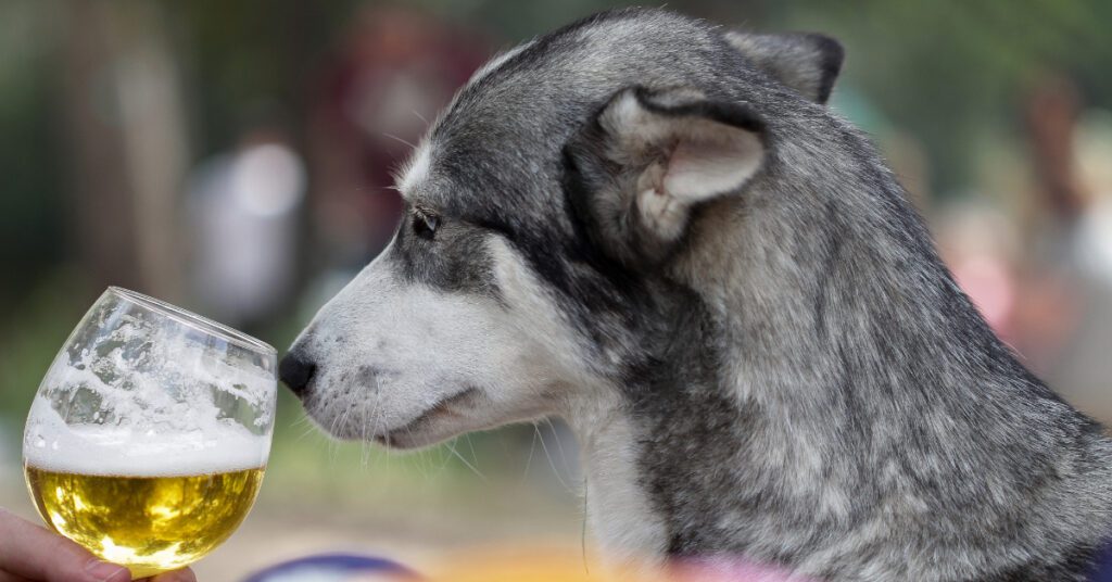 dog sniffing a glass of beer outside