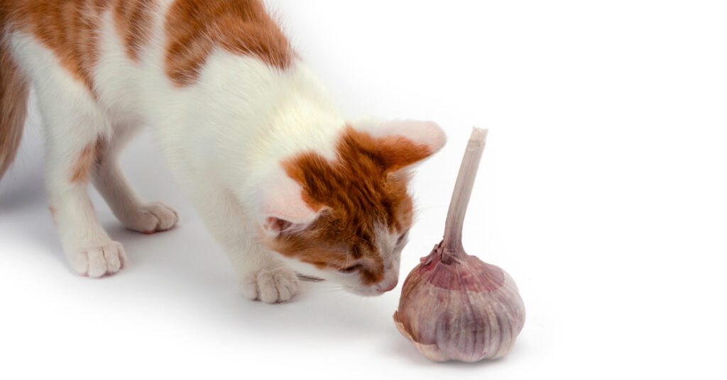 curious orange and white cat sniffing garlic