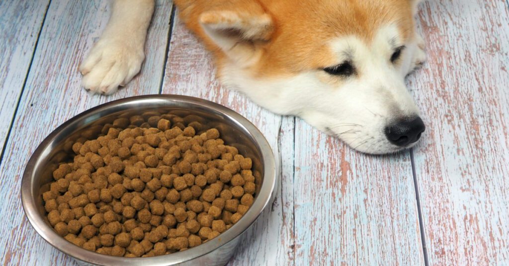 dog not eating food