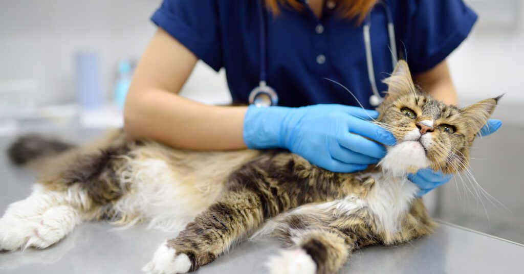 vet examining Maine coon cat at clinic