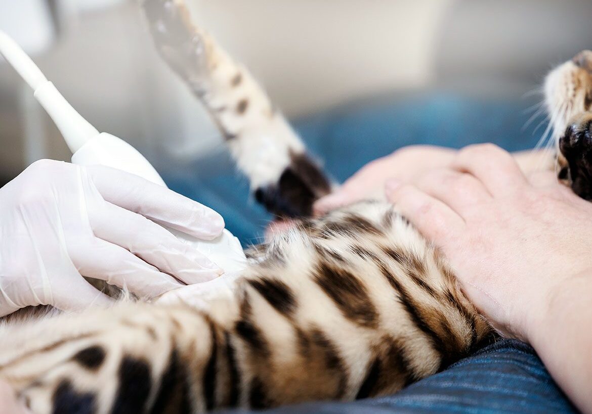 Bangle Ultrasound veterinarian examining bangle cat's abdomen with an ultrasound wand