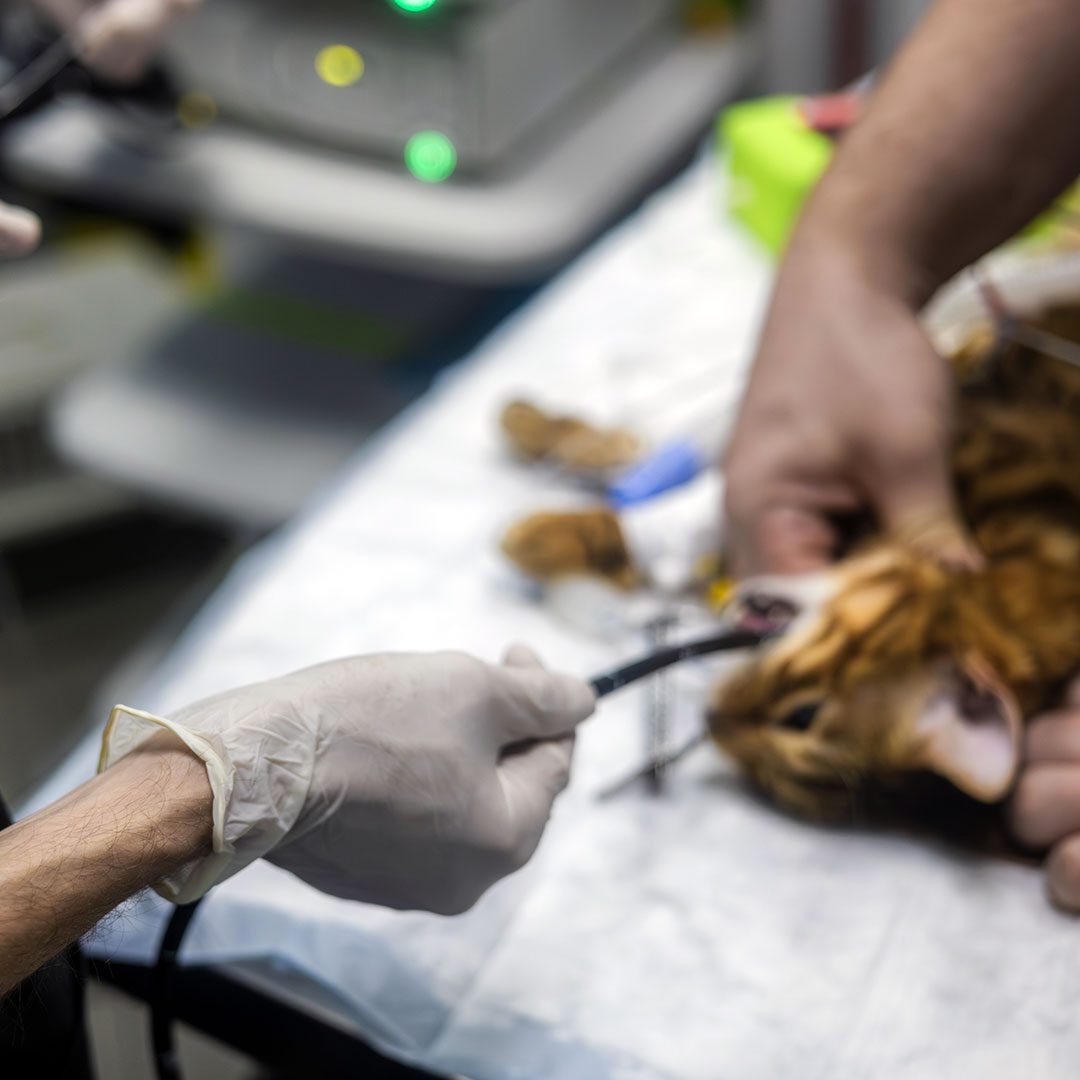 Bangle cat under anesthesia during endoscopy procedure