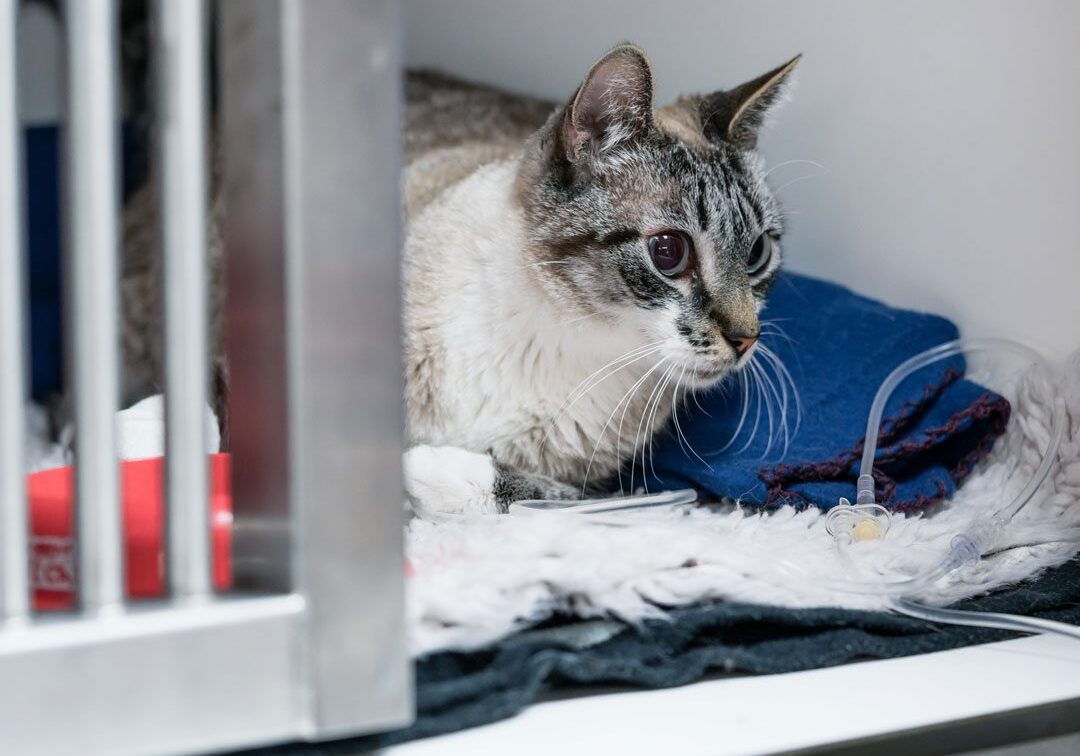 Cat In Icu Cage cat laying in ICU cage