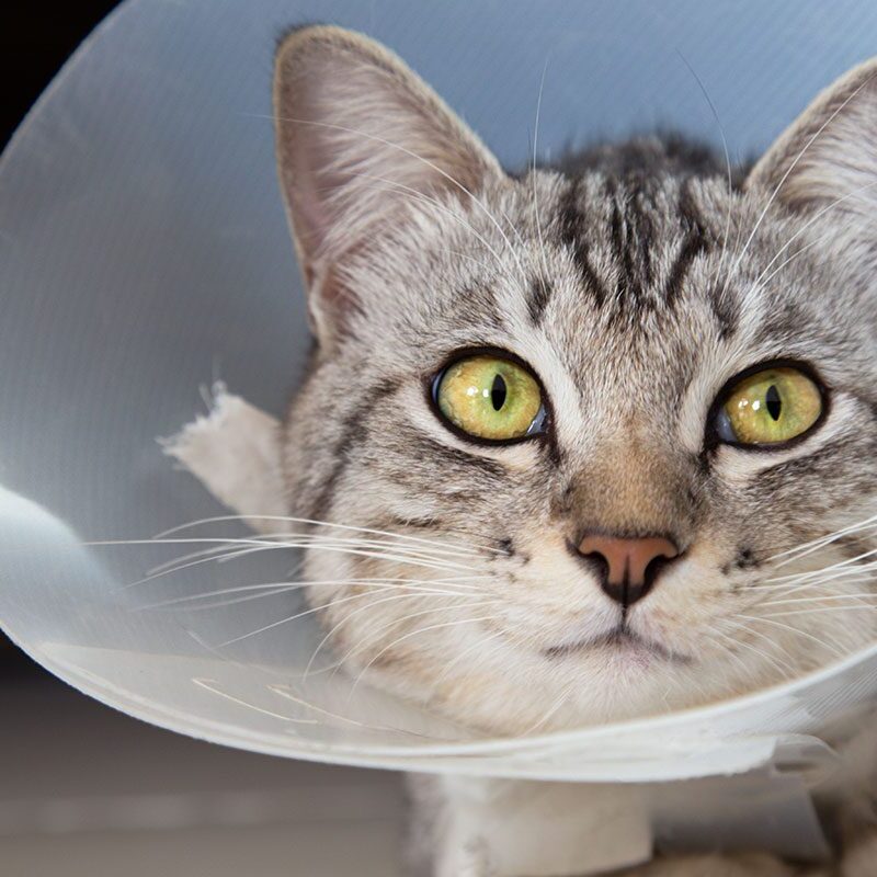 Cat With Cone