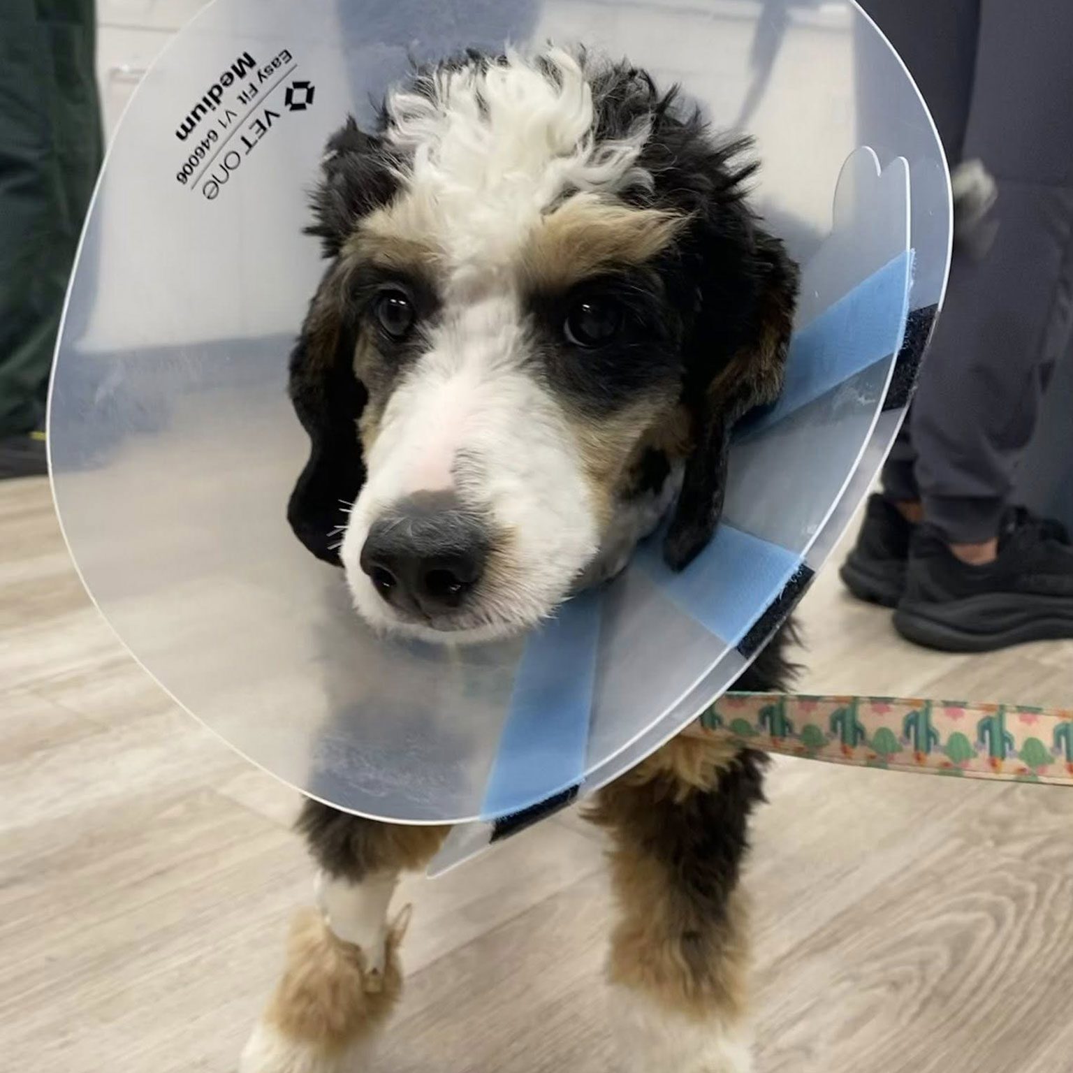 Curly Dog With Cone On