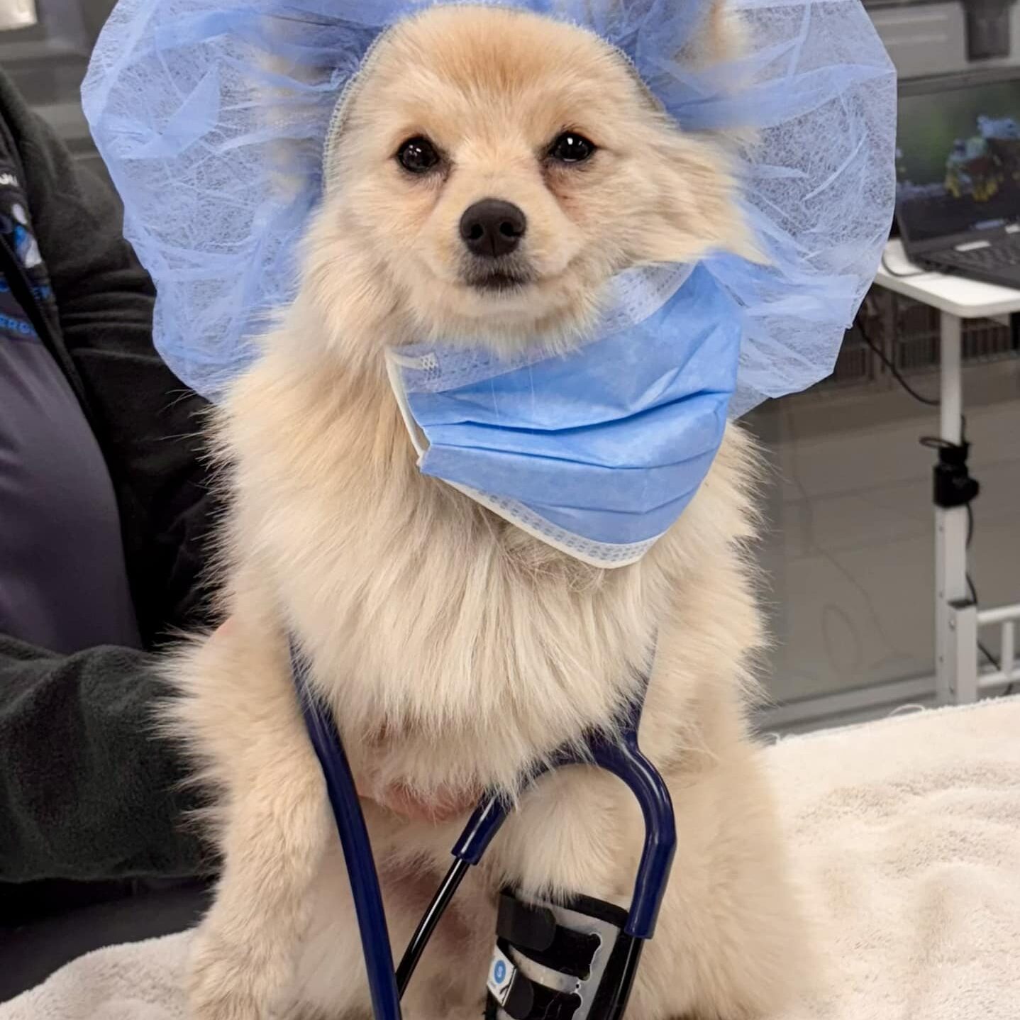 Cute Dog Wearing Stethoscope small white dog wearing veterinary equipment