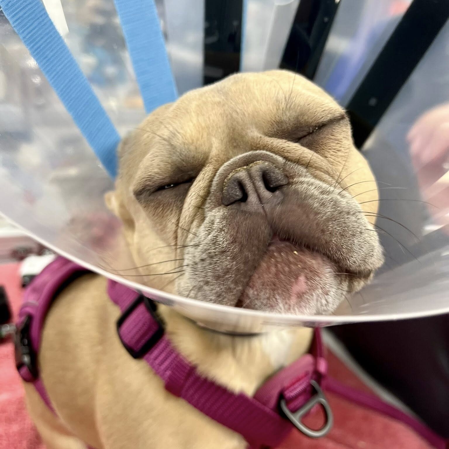 Cute French Bulldog Wearing Cone French Bulldog wearing a cone after surgery and looking upward