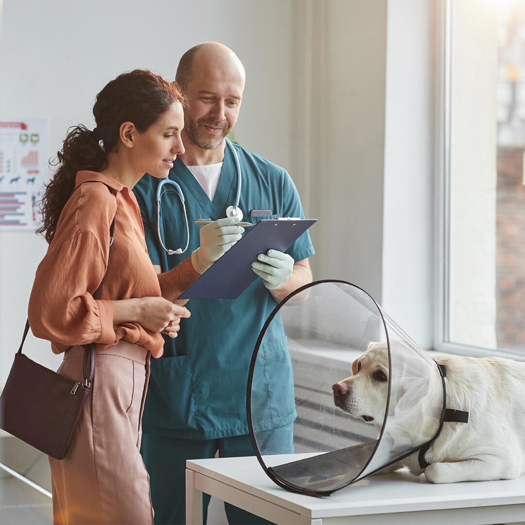 male veterinarian holding a clipboard talking to female client with labrador retriever wearing a surgical cone lying on exam table