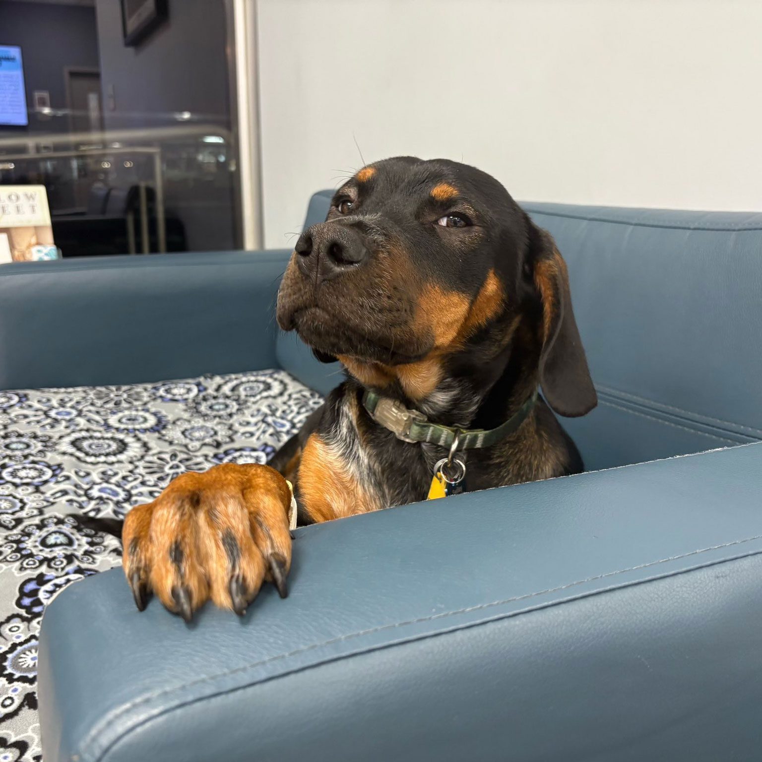 Brown And Black Dog Waiting On Couch