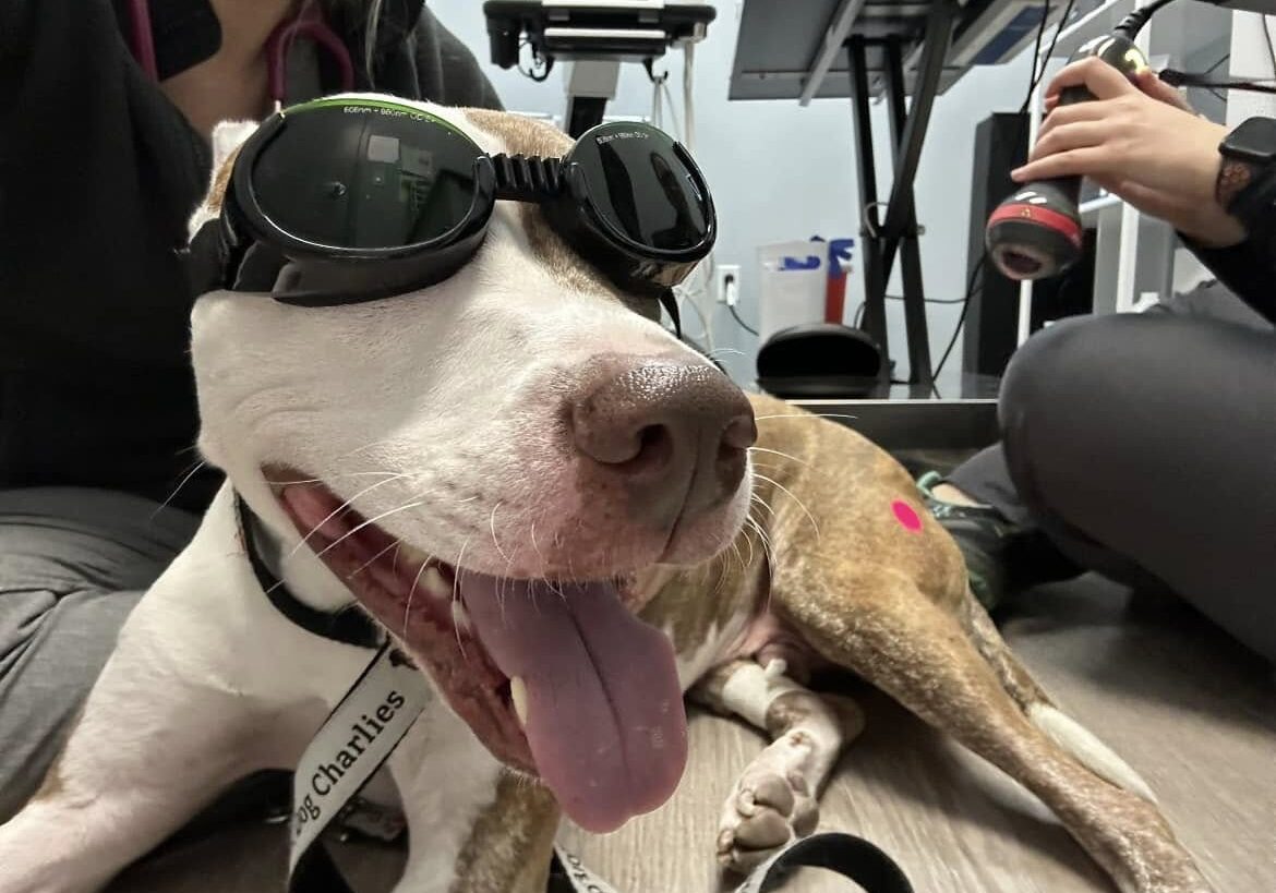 Dog Wearing Glasses For Laser Therapy Treatment happy dog laying on the floor wearing goggles for laser therapy treatment
