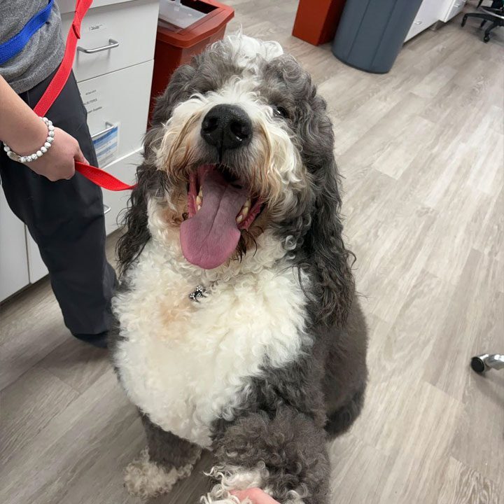 Curly Dog With Mouth Open And Paw Up