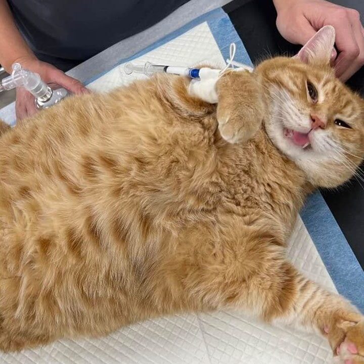 Fat Cat
