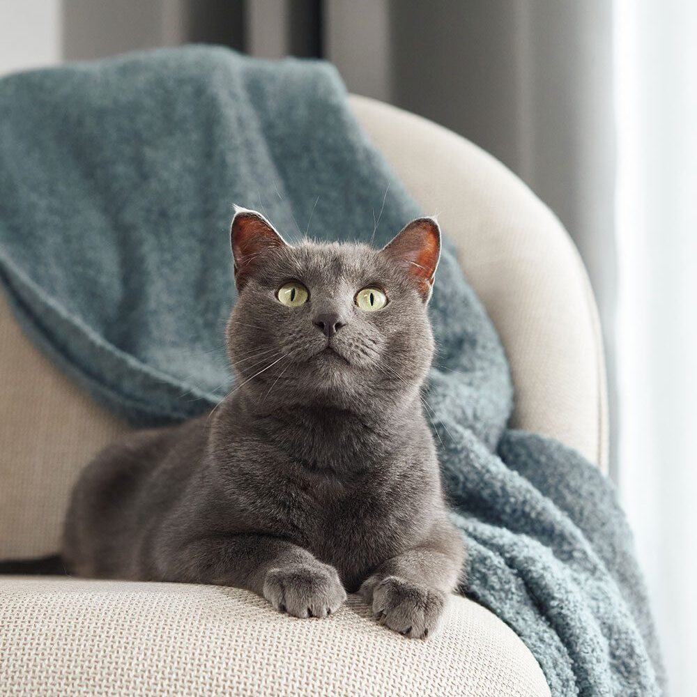 Gray Cat
