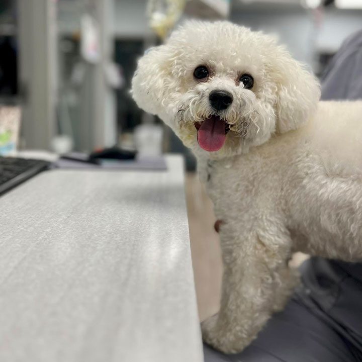 Happy Curly White Dog Standing On Lap