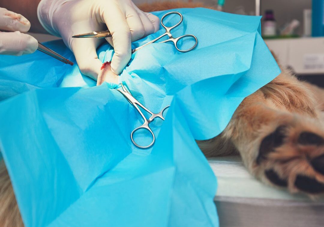 Surgery On Dog veterinarian performing surgery on a dog